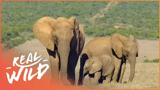 How South Africa's Elephants Avoided Extinction | Addo's Elephants | Real Wild