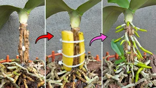 The magic potion helps dry orchid roots grow new healthy roots