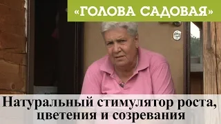 Голова садовая - Натуральный стимулятор роста, цветения и созревания