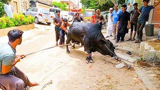 BIG HEAVY Jet BLACK Bull Qurbani | Cattle Market Karachi | Bakra Eid 2021 Cows Qurbani Eid ul Adha