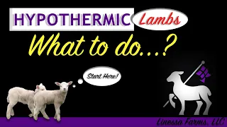 SAVE YOUR LAMB!  Cold Lamb Won't Eat?  Watch This NOW!