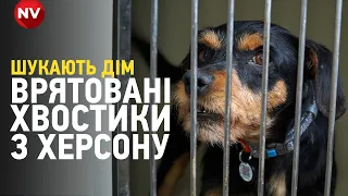 Врятовані собаки та коти з Херсону