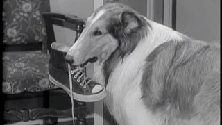 Lassie - Episode #80 - "A Place for Everything" - Season 3, Ep. 15 - 12/16/1956