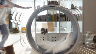 CRAZY! LaLa Go Everywhere Riding Cat Exercise Wheel! (ENG SUB)