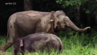 Big Five Asien   Der Elefant   Doku 2016 NEU in HD