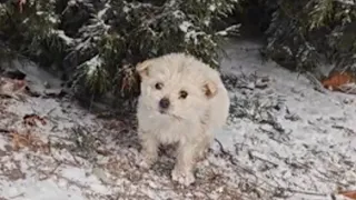 Cold -16°C, the trembling puppy sat under the tree looking around looking for help