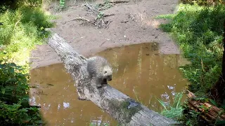 Wisconsin Wildlife Log Crossing Trail Cam.