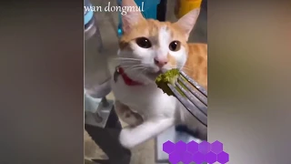 😍СМЕШНЫЕ КОТИКИ, ТОП ПРИКОЛЫ С ЖИВОТНЫМИ, cat funny cat коты и кошки приколы