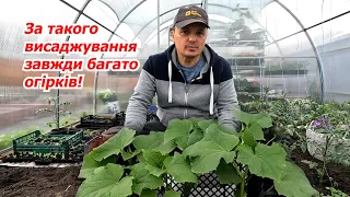 We plant cucumbers in the greenhouse in two ways - in bags and without bags!