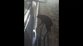 New original footage of bison calf before it was euthanized