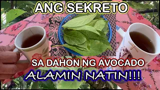 "  ANO  ANG BENEPISYO SA DAHON NG AVOCADO? VLOG#48#herbalmedicine#pongsetras #piggery #animal