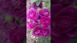 Феерическое цветение роз часть 2
