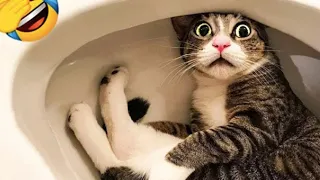 😅 New Funny Cats | Funny Cats Videos 😸🐶