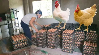 Harvesting chicken egg collecting daily routine | Chicken Farming