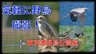 気軽に野鳥撮影！ 東京港野鳥公園編/Panasonic DMC-G9 Pro#84