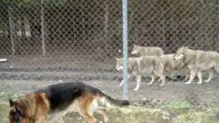 Wolves and dog