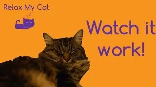 RELAX MY CAT - MUSIC FOR CATS - See it Working! Cute Cat Falls Asleep to Our Music