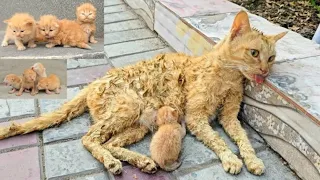 A crying  mother  trying to  drag a  man to 😹🥹her dying  kitten. Just  unbelievable #cat #cute2024