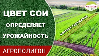 Цвет сои определяет урожайность  (Агрополигон)