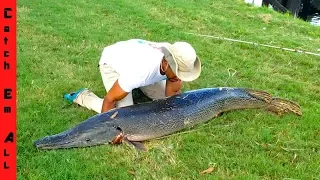 BIGGEST Freshwater FISH CAUGHT in CITY! **MEGALODON**