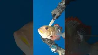 This Fish Is Smarter Than Me...