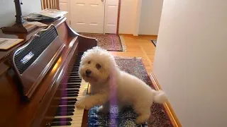 Ozzi, the Bichon Frise learning to play piano