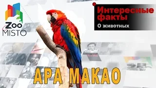 Ара макао - Интересные факты о виде  | Вид попугая ара макао