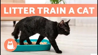 How to TRAIN a CAT to USE the LITTER BOX 🐱✅ (Kittens and Adults)