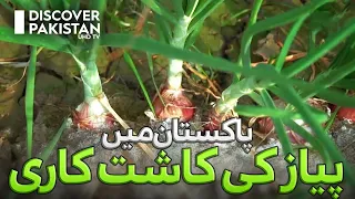 Do you know where the World's best Onions are grown? | Kisan Ka Pakistan  | Discover Pakistan