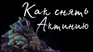 Как снять Актинию (3 способа) | Морской аквариум | Reef tank