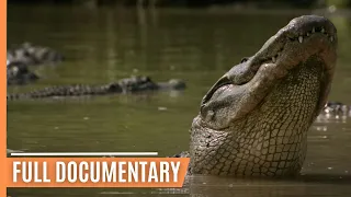 Breathtaking insights into the amazing ecosystem of the Everglades National Park