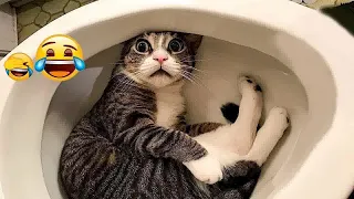 😅 Best Cats and Dogs Videos 😂 Best Funny Cats Videos 🐶