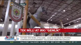 Tek milli at ırkı gemlik atları Türk Silahlı Kuvvetleri için özenle yetiştiriliyor