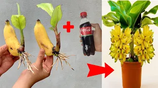 SUPER SPECIAL TECHNIQUE for propagating bananas with coca-cola, super fast growth