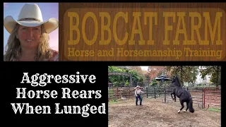 Aggressive Horse Rears When Lunged