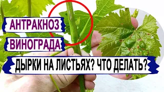 🍇 Антракноз на винограде! БИЧ ДОЖДЛИВОГО ТЕПЛОГО региона. Как определить, чем лечить, ОПАСЕН или нет