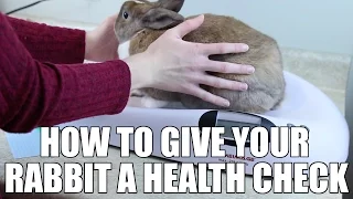 How To Give Your Pet Rabbit A Health Check 🐰