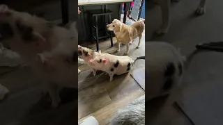 Training mini pet pigs at home? They are so smart. Doing tricks for food.