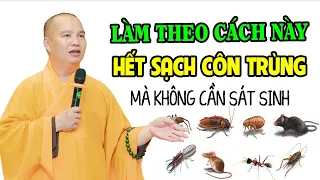 Cách Xua Đuổi Chuột, Ruồi, Muỗi, Gián... Mà Không Phạm Phải Sát Sinh - Thầy Thích Đạo Thịnh