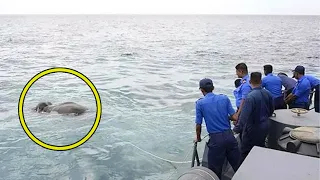 The sailors noticed something incredible in the sea! When they swam closer, then gasped!