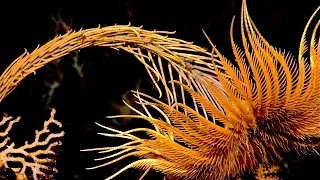 Crinoids - Deepsea Oddities