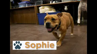 Pinal Pets Episode 108 - Sophie