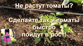 Томаты после высадки не растут, желтеют. Сделайте так: томаты быстро пойдут в рост.Подкормки, советы