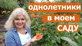 Однолетники цветущие все лето