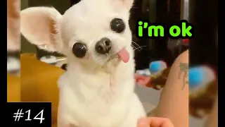 Cutest & Funniest Chihuahuas 💚 | Dogs Compilation | 10 minutes of laugh | Chihuahua Puppies