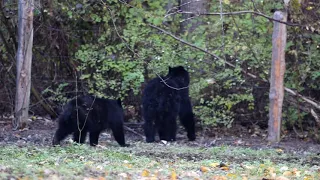 Numerous Sasquatch Shootings Documented (Bobbie Short)