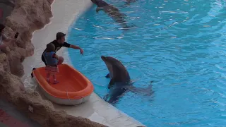 dolphin show Loro park.