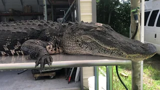 gator.mp4