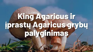 King Agaricus ir įprastų Agaricus grybų palyginimas