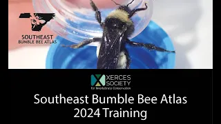 Southeast Bumble Bee Atlas 2024 Training